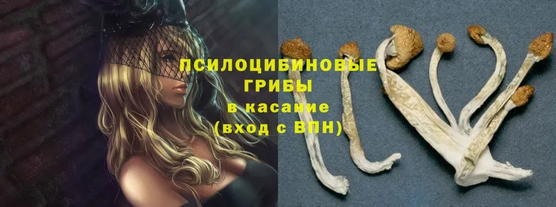 hydra tor  Усолье-Сибирское  Галлюциногенные грибы Psilocybine cubensis 